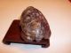 Carved Brown Pietersite Snuff Bottle Turtle With Agate Top And Wood Base Snuff Bottles photo 3