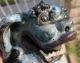 Old Antique Pair Of Smiling Pottery Fu Foo Dogs Japanese/chinese Estate Item Other photo 6