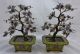 Pair Antique Chinese Jade Stone Trees In Enameled Bronze Planters - Cloissone Other photo 1