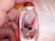 Inside Painted Snuff Bottle - Goldfish Both Sides - Artist Signed W/ Box - Snuff Bottles photo 7