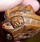 Fine Netsuke Curious Monkey On Tortoise Intricately Carved C20th Signed Rare Netsuke photo 3