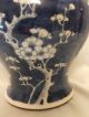 Chinese Porcelain Jar & Cover Painted With Prunus In Underglaze Blue 19thc Porcelain photo 3
