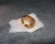 Antique Vintage Chinese 22 K Solid Yellow Gold Gook Luck Ring Rare N/r Rings photo 7