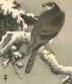 Koson Japanese Woodblock Print Eagle 1930s - Rare Prints photo 1