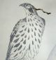 Woodblock Print / Set Of 5 Birds / Japanese / Antique Prints photo 4