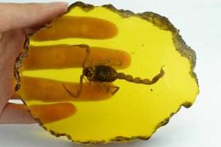 China Collectibles Old Decorated Wonderful Amber Handwork Scorpion Statue ++++++ photo