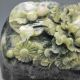 100% Natural Dushan Jade Hand - Carved Statue - - - Cabbage & Plum Nr/xy1973 Other photo 5