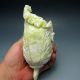 100% Natural Lantian Jade Hand - Carved Statue - - - Cabbage W Mantis Nr/xy1352 Other photo 5