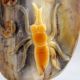 122g Chinese Hetian Ziliao Carved Insects Statue Carving Other photo 6