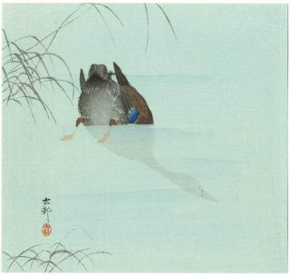 Koson Japanese Woodblock Print Diving Mallard photo