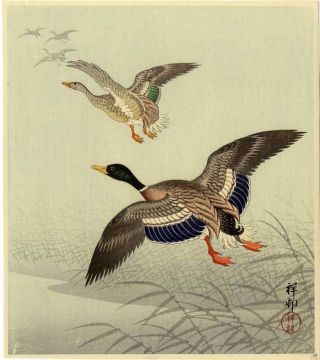 Koson Japanese Woodblock Print Mallard Ducks In Flight - Rare photo