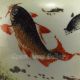 Chinese Porcelain Fish Tank W Mark Nr Pots photo 2
