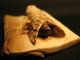Rare Antique Japanese 象牙 Ox Bone Netsuke Cicada Insect On A Bamboo,  Signed Netsuke photo 9