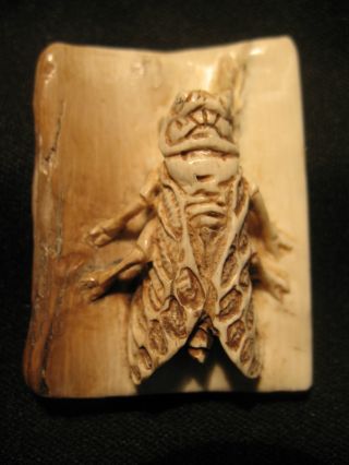 Rare Antique Japanese 象牙 Ox Bone Netsuke Cicada Insect On A Bamboo,  Signed photo