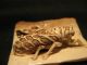 Rare Antique Japanese 象牙 Ox Bone Netsuke Cicada Insect On A Bamboo,  Signed Netsuke photo 4
