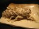 Rare Antique Japanese 象牙 Ox Bone Netsuke Cicada Insect On A Bamboo,  Signed Netsuke photo 5