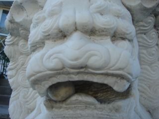 Architectural Garden Chinese Guardian Lion Carved Marble Foo Dogs photo