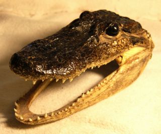 Croc Head photo
