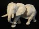 Ox Bone 象牙 Chinese Figure Carving Of An Elepant 6.  5 X 4 Cm Good Cond. Elephants photo 11