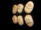 Unique Six Rare High Quality Ox Bone Netsuke Hand Carved Faces Signed Netsuke photo 7