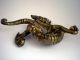 Antique Chinese Bronze Dragon Statue Dragons photo 6