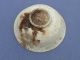Btiful Chinese Ming Dynasty Bowl Floral Medallion Dsgn Plates photo 1