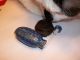 Carved Snuff Bottle - Lapis Lazulli With Lapis Top And Wood Stand Snuff Bottles photo 8