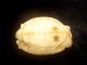 Antique Japanese Ox Bone Netsuke,  With Rats In A Turtle Shell Signed Ca 19th C. Netsuke photo 10