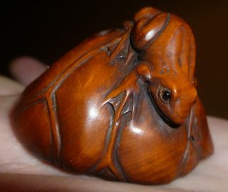 Amazing ' Surprise ' Netsuke Hidden Frog Design Expertly Carved C20th Signed Rare photo