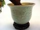 Chinese Jade Tree With Celadon And Stand Other photo 6
