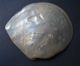 Huge Rare C.  1800 Cantonese Chinese Shell Carved Both Sides Mother Of Pearl Other photo 1