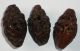 Very Fine Carved Chinese Coquilla Nut Figural Beads Shell Antique X3 Nr Other photo 2