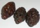 Very Fine Carved Chinese Coquilla Nut Figural Beads Shell Antique X3 Nr Other photo 3