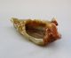 Antique Chinese Old Hetian Jade Carved Grapes Brush Washer Nr Other photo 5