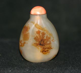 Hetian Jade Snuff Bottle / W Russet Color Tree & Ox Bone Spoon C 19th / 20th photo