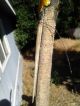 Antique Japanese Horseman ' S Whip Sword Fantastic Other photo 3