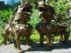 Large Pair Solid Bronze Vintage Tibetan/chinese Guardian Lion Fierce Foo Dogs Foo Dogs photo 1