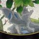 Chinese Cloisonne Plate - Peony & Bird Nr Plates photo 1