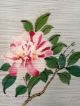 162 ~camellia And A Bird~ Antique Hanging Scroll Paintings & Scrolls photo 3