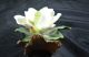 Chinese Antiques Flower Porcelain Other photo 1