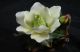 Chinese Antiques Flower Porcelain Other photo 2