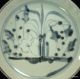 Chinese Antique Porcelain Blue & White Plate Plates photo 1