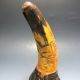 Old Antique 18 - 19th Chinese Ox Horn Hand - Carved Statues Nr Other photo 1