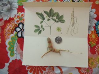 Ginseng Display photo