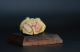 Old Netsuke Man With Digger Signed On The Bottom Mid 20th Century + Wooden Stand Netsuke photo 3