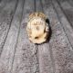 Japanese Carved Bone Owl Ojime / Bead 2.  6 Cms {1 Inch} Netsuke photo 3