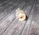 Japanese Carved Bone Owl Ojime / Bead 2.  6 Cms {1 Inch} Netsuke photo 4