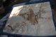 Antique Japanese Silk Color Tapestry,  Hawk On Tree Paintings & Scrolls photo 4