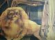 Chinese Old Beijing Five - Star Beer Advertising Poster Other photo 4