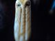 Antique Carving Set With Carved Oxbone Alligator Handles Unusual Crocodile Other photo 4